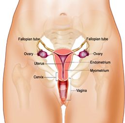  urinary bladder cancer