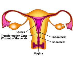 Diagnosis Of Cervical Cancer