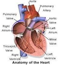 Heart transplant - Transplantation Procedures
